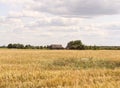 Fields of Lithuania Royalty Free Stock Photo