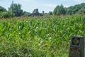 Fields of maize Royalty Free Stock Photo