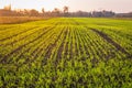 Fields in Masovia region Royalty Free Stock Photo