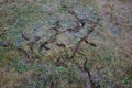 Fields and meadows in autumn were occupied by mice and voles. they make burrows and creep into them in case of danger.