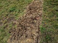 fields and meadows in autumn were occupied by mice and voles.