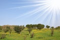 Fields and meadows with a green grass Royalty Free Stock Photo