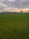 Fields and meadows near Arles in winter