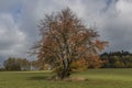 Fields and meadows near Roprachtice village with cherry tree Royalty Free Stock Photo