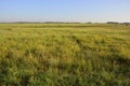 Fields and meadows in the Siberian steppe in summer