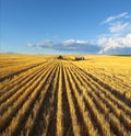 The fields of Montana Royalty Free Stock Photo