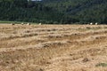 Wheat fields in the mountains of Germany, Hettigenbeuern