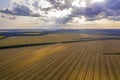 Fields of mown wheat going into the distance, view from the quadcopter Royalty Free Stock Photo
