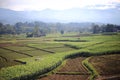 Fields in Nan