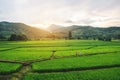 Fields in Nan, Thailand Royalty Free Stock Photo