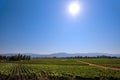 Fields of Napa Valley - Napa, California Royalty Free Stock Photo