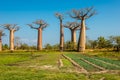 Fields near Baobabs avenue