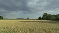 Fields with oat Avena sativa bio gold, grown extensively as grain, beautiful Hana Landscape Of Countryside, shot detail