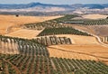 Fields with olive plantations in Andalusia Royalty Free Stock Photo