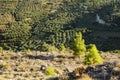 Fields with olive tree plantations in the mountains of the island of Crete. Royalty Free Stock Photo