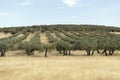 Fields of olive trees and cereals in Castilla la Mancha, Spain Royalty Free Stock Photo