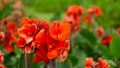 Fields of orange petals of Canna Lily know as Indian short plant or Bulsarana flower blossom on green leaves in a garden Royalty Free Stock Photo