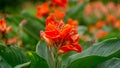 Fields of orange petals of Canna Lily know as Indian short plant or Bulsarana flower blossom on green leaves in a garden Royalty Free Stock Photo