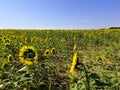 Fields of organic sunflowers, under an azure blue sky Royalty Free Stock Photo