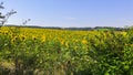 Fields of organic sunflowers, under an azure blue sky Royalty Free Stock Photo