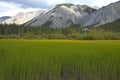 Fields of pale green marsh grasses at Muncho Lake, northern British Columbia