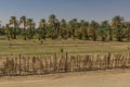 Fields and palms near Kerma, Sud Royalty Free Stock Photo