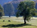 Fields and pastures with big trees and grazing cows Royalty Free Stock Photo