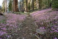 Fields of Pink Clover Blossoms Flank Trail through Sequoia Royalty Free Stock Photo