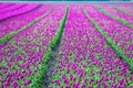 Fields with pink tulips in the dutch Noordoostpolder near Ens