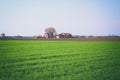 Fields planted with farmer's house