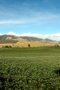 Fields planted with potatoes in bloom Royalty Free Stock Photo