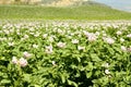 Fields planted with potatoes in bloom