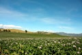 Fields planted with potatoes in bloom Royalty Free Stock Photo