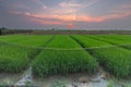 Fields plants at Sunset magic Royalty Free Stock Photo