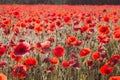 Fields of poppies