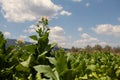Fields with potato cultivation, flowers Royalty Free Stock Photo
