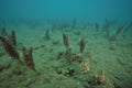 Fields of pst club tunicate Royalty Free Stock Photo