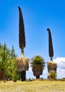 Giant Puya Raimondi, growing in the Andes near Ayacucho, Peru