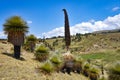 Giant Puya Raimondi, growing in the Andes near Ayacucho, Peru