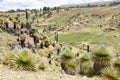 Giant Puya Raimondi, growing in the Andes near Ayacucho, Peru