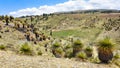 Giant Puya Raimondi, growing in the Andes near Ayacucho, Peru