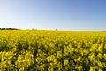 Fields with rapeseed flowers in Sweden on a sunny spring day Royalty Free Stock Photo
