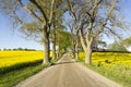 Fields with rapeseed flowers in Sweden on a sunny spring day Royalty Free Stock Photo