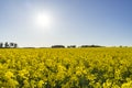 Fields with rapeseed flowers in Sweden on a sunny spring day Royalty Free Stock Photo