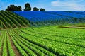 Fields in Reichenau Royalty Free Stock Photo