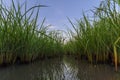 Fields of rice and sky reflecting Royalty Free Stock Photo