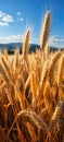 Fields of ripe golden wheat in the warm summer breeze sway with the gentle evening sun with golden tones