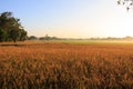 Fields, ripe yellow ears of rice, ready for harvest against the morning sky. Royalty Free Stock Photo