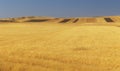 Fields of ripened wheat in the mountains