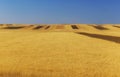 Fields of ripened wheat in the mountains